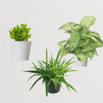 Air purifying plant trio - Crassula, Syngonium, Spider